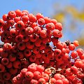 Barwy jesieni - ogród botaniczny w Poznaniu