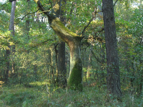 Puszcza Niepołomicka