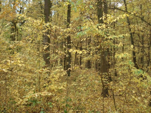 Lasy łęgowe pod Lubiążem