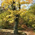 Barwy jesieni - ogród botaniczny w Poznaniu