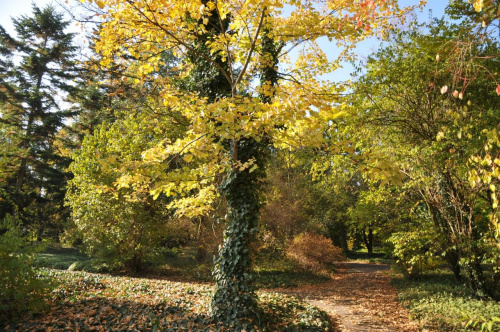 Barwy jesieni - ogród botaniczny w Poznaniu