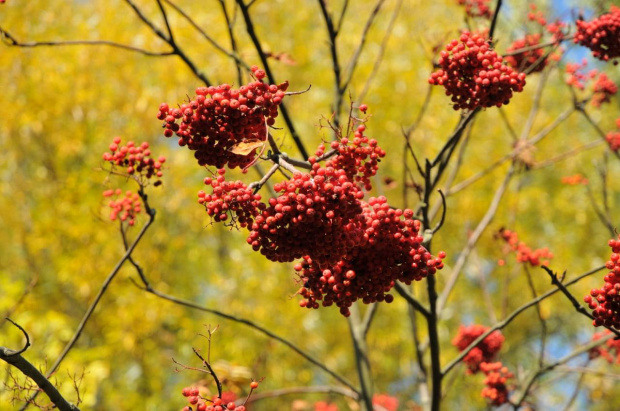 Barwy jesieni - ogród botaniczny w Poznaniu