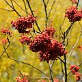 Barwy jesieni - ogród botaniczny w Poznaniu