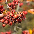 Barwy jesieni - ogród botaniczny w Poznaniu