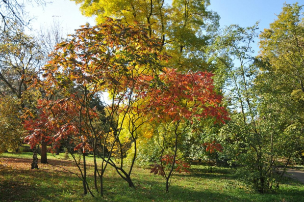 Barwy jesieni - ogród botaniczny w Poznaniu