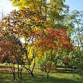 Barwy jesieni - ogród botaniczny w Poznaniu