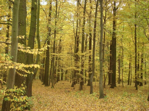lasy łęgowe pod Lubiążem 15.10.2008