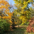 Barwy jesieni - ogród botaniczny w Poznaniu