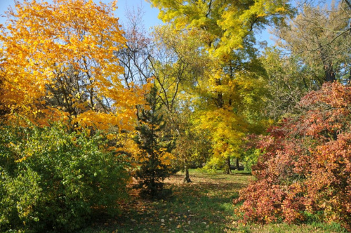 Barwy jesieni - ogród botaniczny w Poznaniu