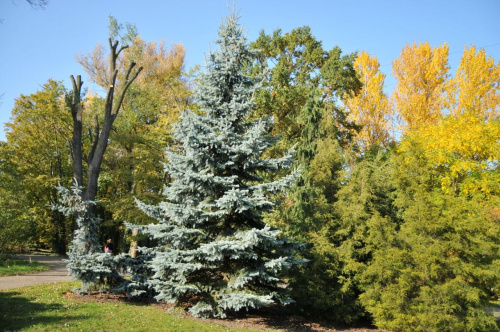 Barwy jesieni - ogród botaniczny w Poznaniu