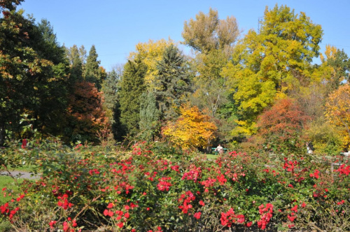 Barwy jesieni - ogród botaniczny w Poznaniu