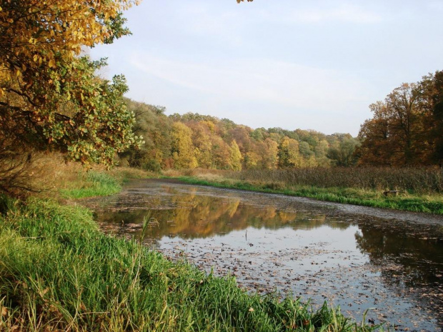 Rezerwat Odrzyska 10.2008