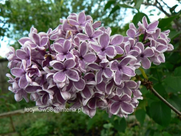 Syringa