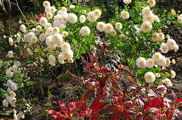 ... kolorowo ... #kwiaty #chryzantemy #jesień #ogród