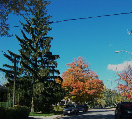jesien w Toronto #jesien #Toronto #Canada #Kanada
