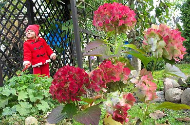 ... kolorowo ... #hortensje #jesień #ogród #wnuczka #rodzina #kwiaty