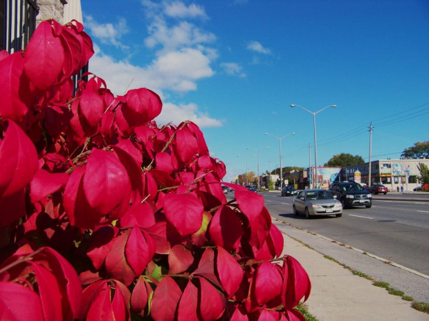 jesien w Toronto #jesien #Toronto #Canada #Kanada