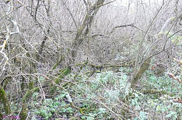 Rolki - cmentarz wiejski #Rolki