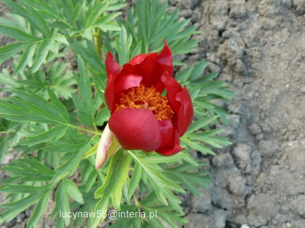 Paeonia peregrina