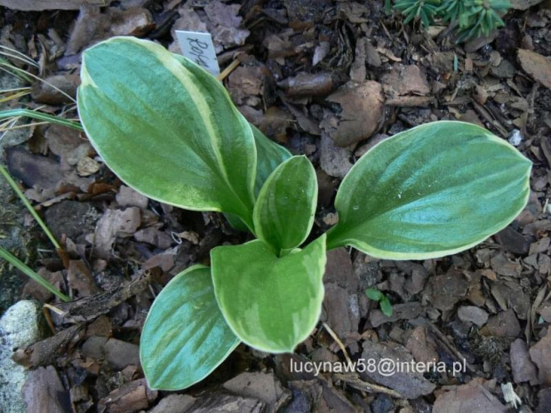 Hosta Super Light