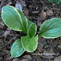 Hosta Super Light