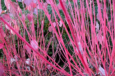 ...jesiennie ... #dereń #WParku #rośliny