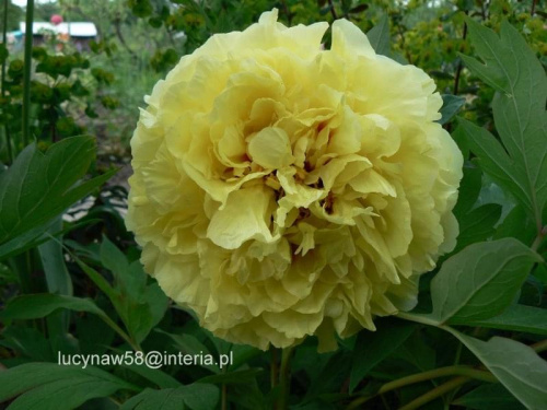 Piwonia intersek.Yellow Crown