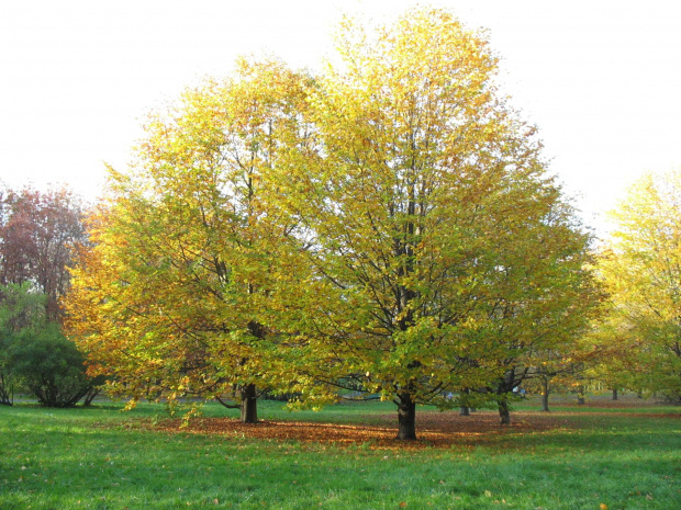 Park Lotników