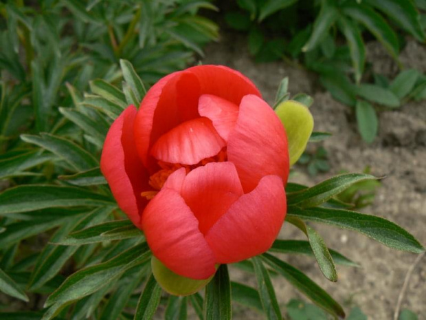 Paeonia peregrina