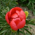 Paeonia peregrina