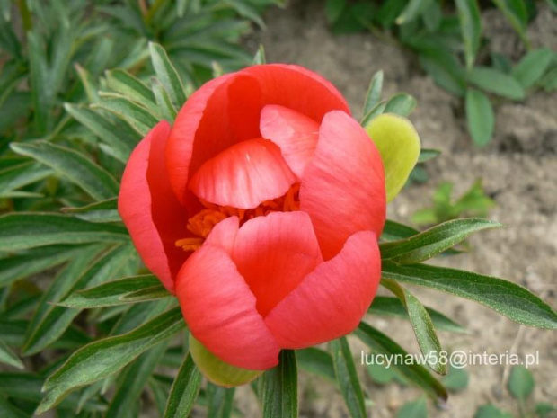 Paeonia peregrina