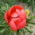 Paeonia peregrina