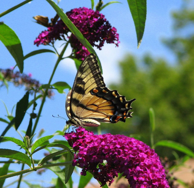 Paź królowej ( Papilio machaon ) #owady