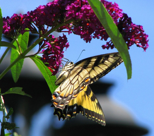 Paź królowej ( Papilio machaon ) #owady