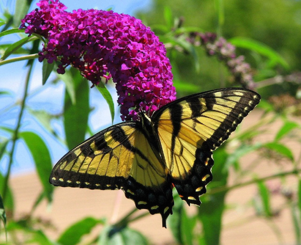 Paź królowej ( Papilio machaon ) #owady