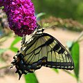 Paź królowej ( Papilio machaon ) #owady