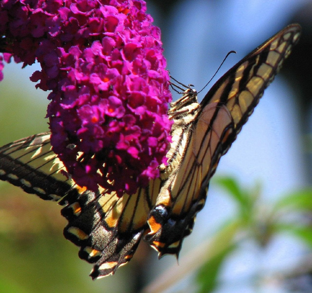 Paź królowej ( Papilio machaon ) #owady