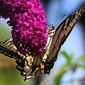 Paź królowej ( Papilio machaon ) #owady