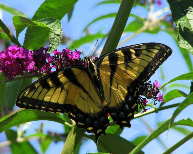 Paź królowej ( Papilio machaon ) #owady