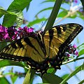 Paź królowej ( Papilio machaon ) #owady