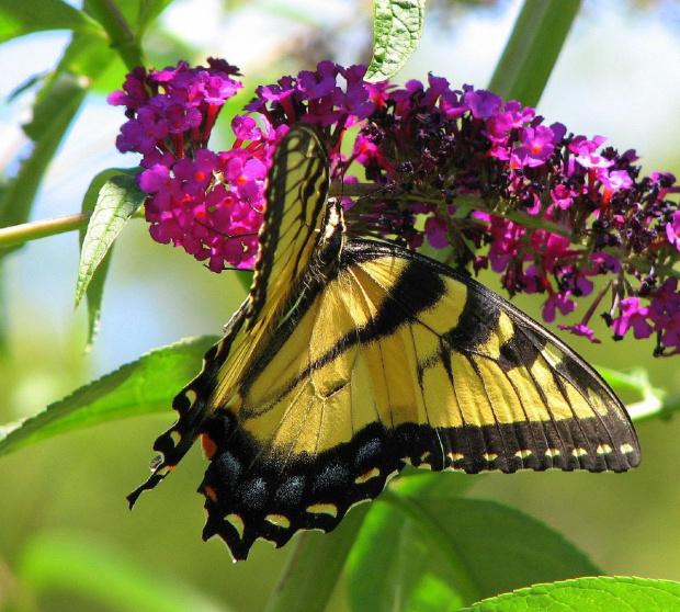 Paź królowej ( Papilio machaon ) #owady