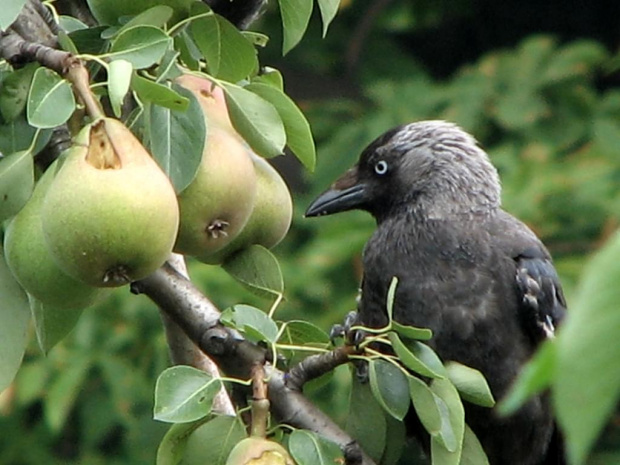 Ptaki lubią owoce :)
21.07.2007 #wrony #ptaki #gruszki