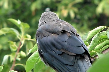 Ptaki lubią owoce :)
21.07.2007 #wrony #ptaki #gruszki