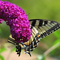 Paź królowej ( Papilio machaon ) #owady