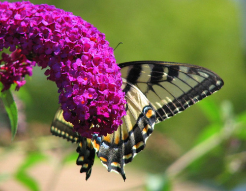 Paź królowej ( Papilio machaon ) #owady