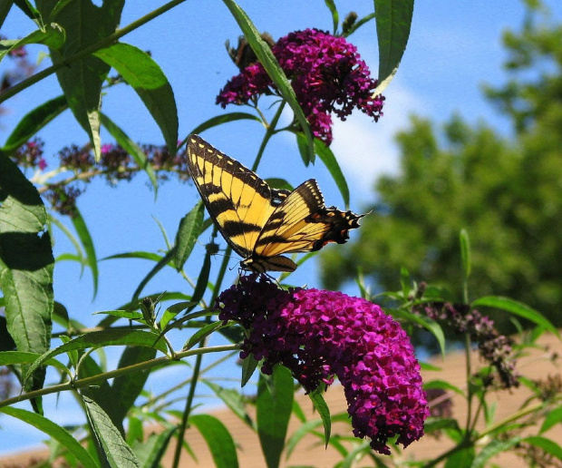 Paź królowej ( Papilio machaon ) #owady