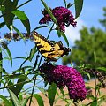 Paź królowej ( Papilio machaon ) #owady