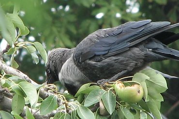 Ptaki lubią owoce :)
21.07.2007 #wrony #ptaki #gruszki