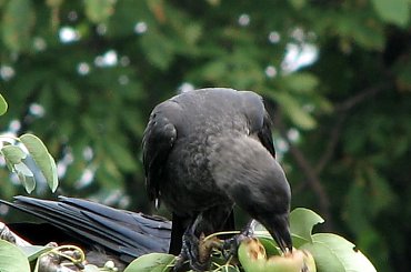 Ptaki lubią owoce :)
21.07.2007 #wrony #ptaki #gruszki