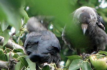 Ptaki lubią owoce :)
21.07.2007 #wrony #ptaki #gruszki